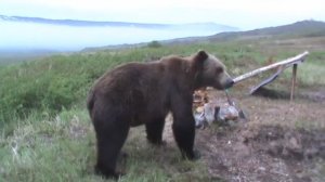 Короткое, "забавное" видео.