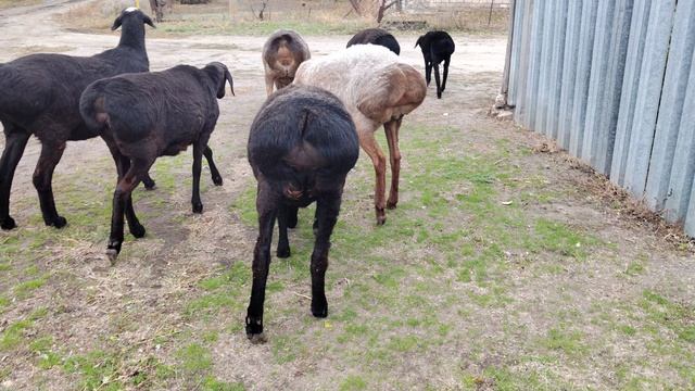 Гиссарские переярки