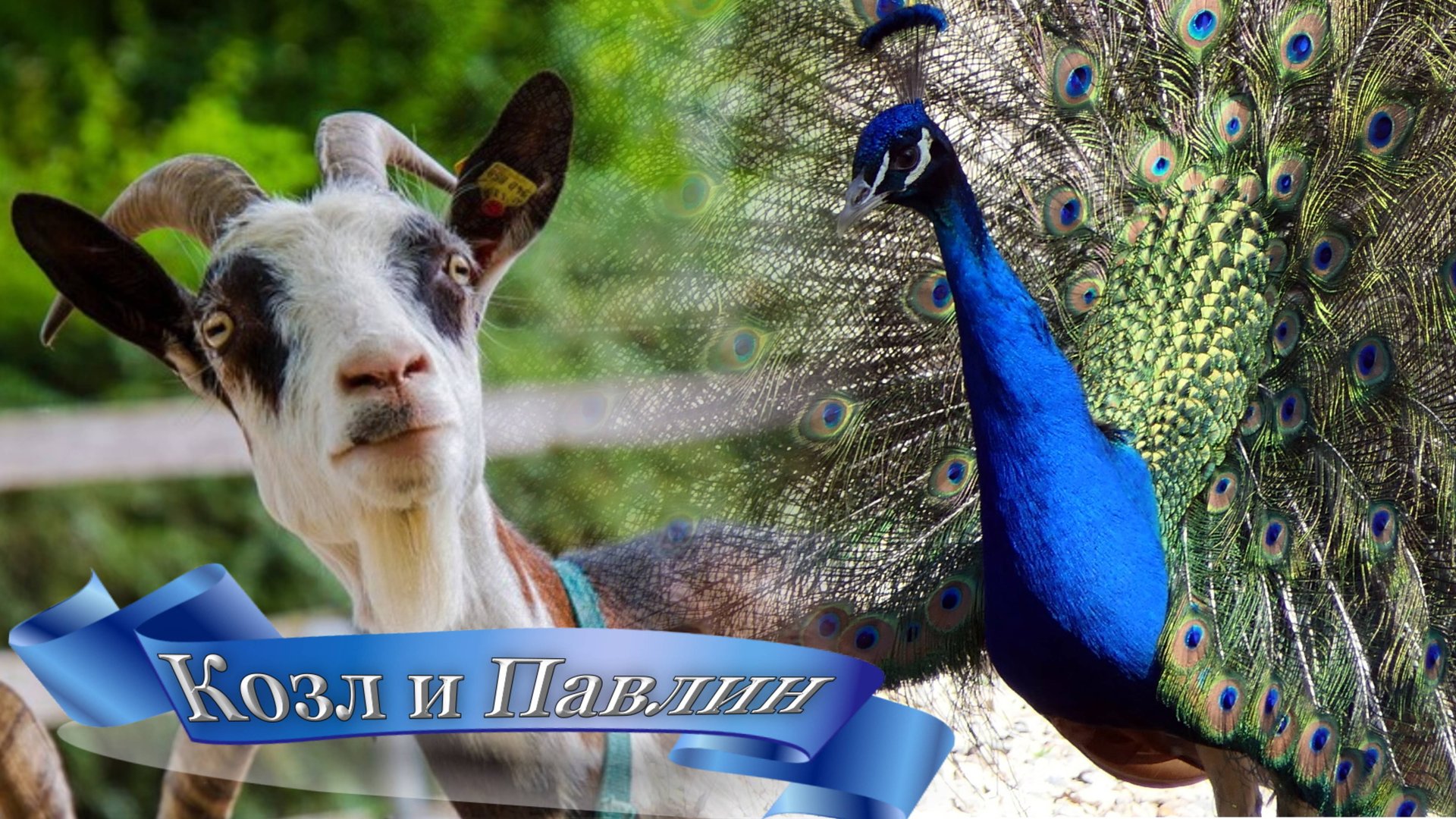 "Павлин" 🦚 распустил хвост, на удивлению "Козлу "🐏🐄 (какая красота павлин распускает хвост). смотреть онлайн