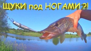 🔥 ПОКЛЕВКИ ЩУКИ в метре от берега. Рыбалка на воблеры Zip Bates Orbit 80 и Jackall Tiny Magallon🔥