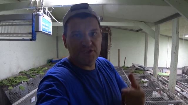 УВЕЛИЧИВАЕМ ПОГОЛОВЬЕ! смотреть онлайн