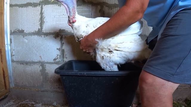 ВЕС ИНДЮКОВ НАС ПОРАДОВАЛ! ОЧЕРЕДНАЯ СТРОЙКА! смотреть онлайн