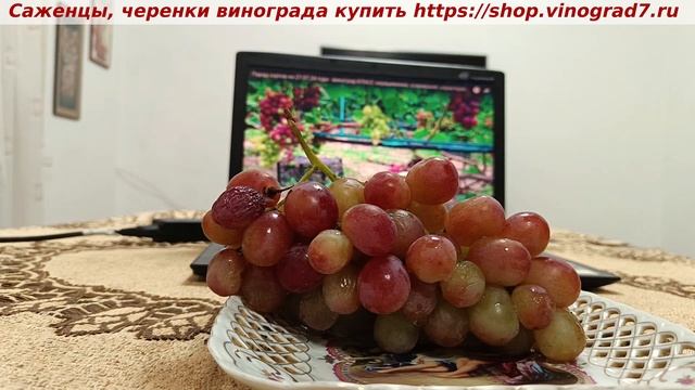 9 ноября 2024 года и довисел виноград Класс- ягоды с мускатным привкусом и плотной ягодой. смотреть онлайн