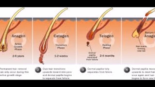 Natural Hair - Natural Hair Growth (Hair Growth Cycle Explained) смотреть онлайн