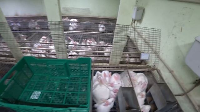 РЕШИЛА РАСКРЫТЬ СЕКРЕТ И ПОКАЗАТЬ ЭТО! смотреть онлайн