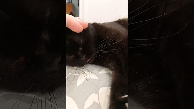 Кошка Милка балдеет смотреть онлайн