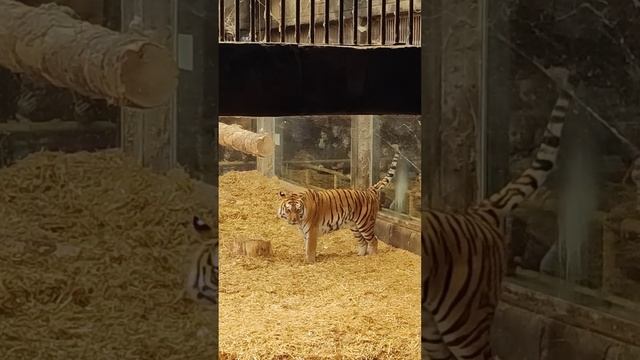 Амурский тигр! Самый большой тигр в мире... смотреть онлайн