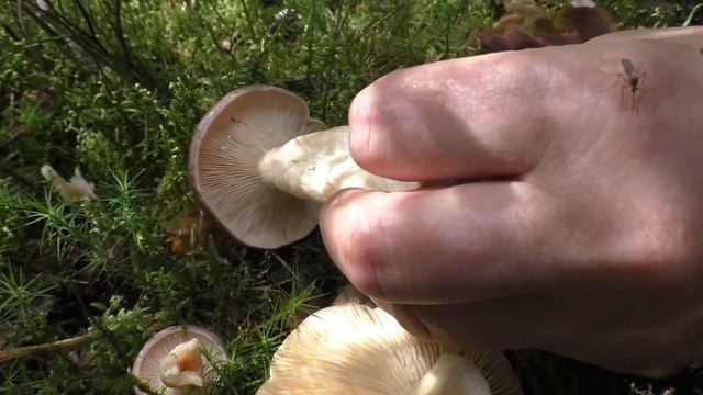 Груздь сизый, Млечник обыкновенный, Дуплянка жёлтая, Путик, Серушка - хороший гриб! смотреть онлайн