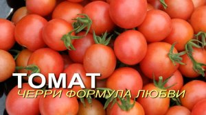 Этот СЛАДКИЙ ТОМАТ растет без всяких ХЛОПОТ в открытом грунте! Советы от ЗЕЛЕНОГО ОГОРОДА!