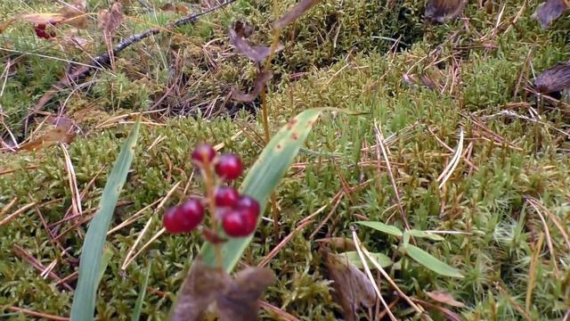 Открываем новые грибные горизонты! Дневник грибника 22 сентября 2020 года. смотреть онлайн