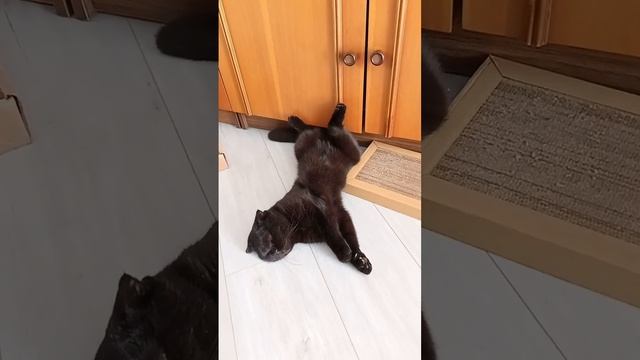 Кошка Милка и тихий час смотреть онлайн