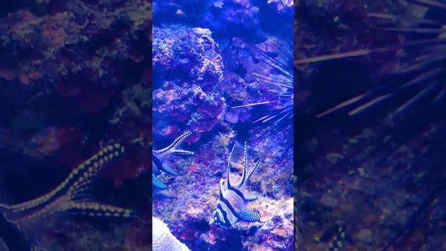 Разнообразие подводного мира. Александра Миркушова