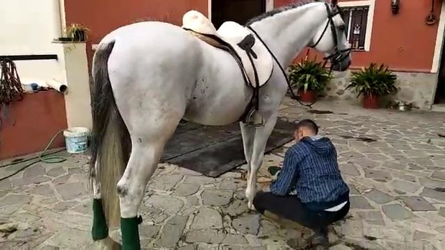 Кличка Aldan смотреть онлайн