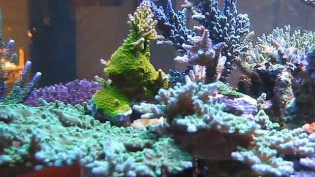 reef november 09.wmv смотреть онлайн