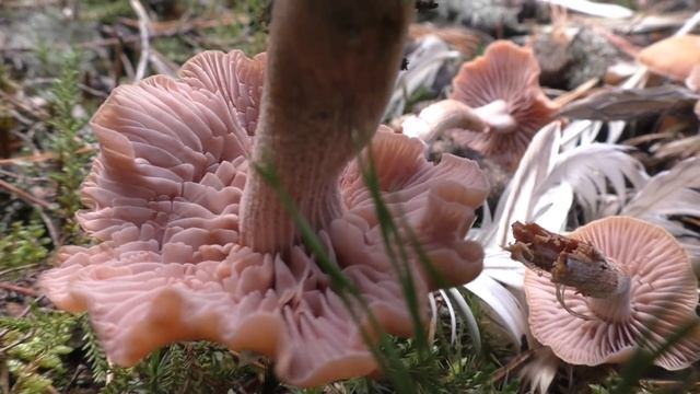 Сбор Колпаков (КУрочек) - Cortinarius caperatus. "Дневник грибника" 22 августа 2021 года. смотреть онлайн