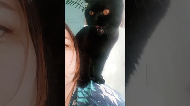 Кошка Милка и куриная колбаска смотреть онлайн