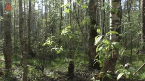 По знакомым грибным местам. Дневник грибника 17 мая 2021 года.