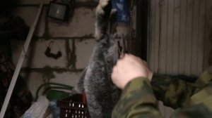 забой и разделывание кролика (видео 13)