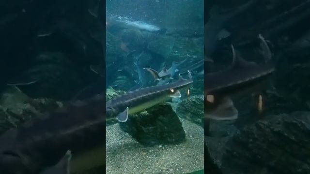 Осетрина по-сочински смотреть онлайн