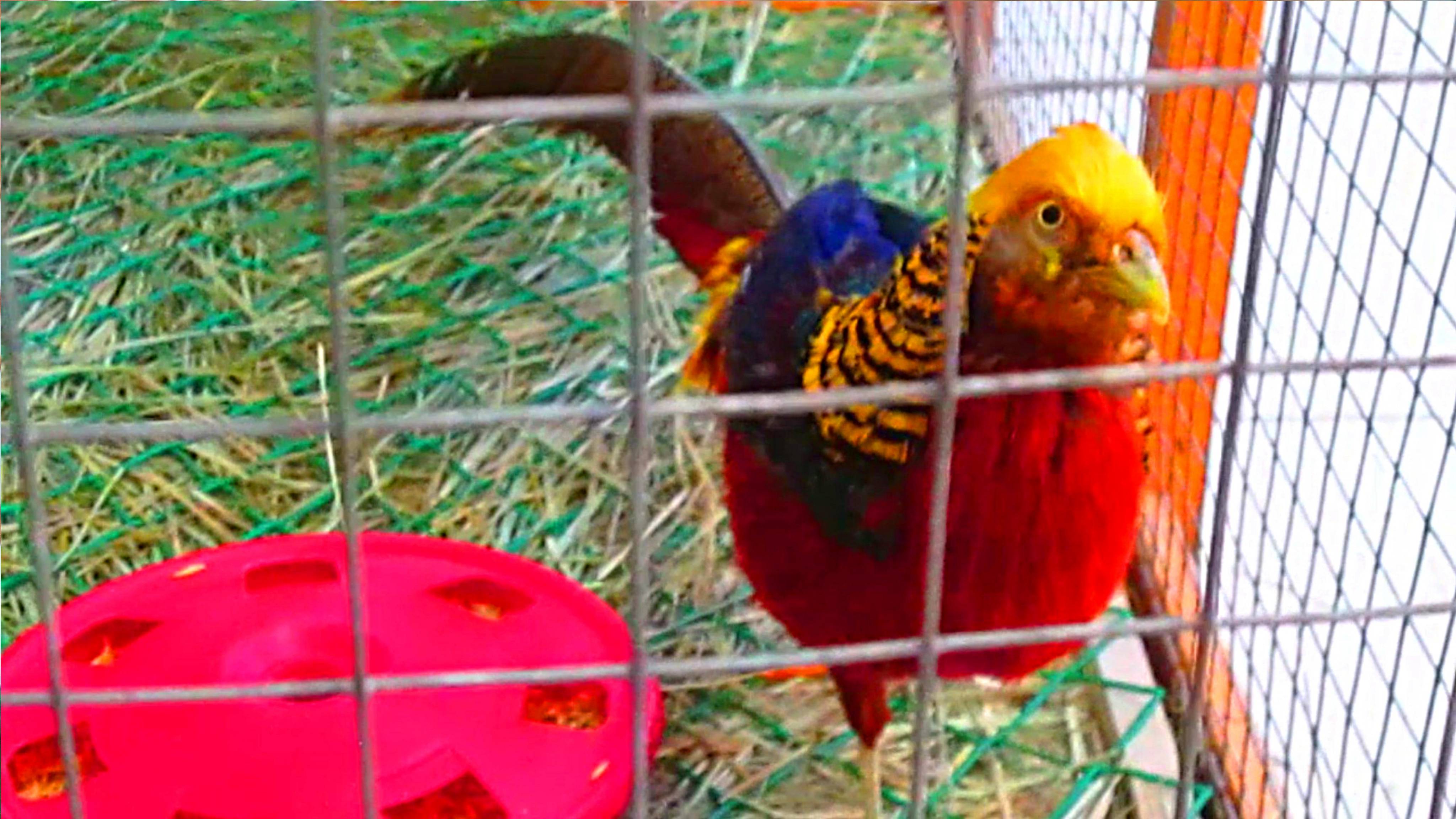 Пернатые Красавцы смотреть онлайн