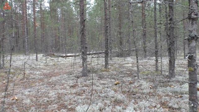 Сбор в сухом лишайниковом бору (беломошнике). "Дневник грибника" 29 сентября 2021 года. смотреть онлайн