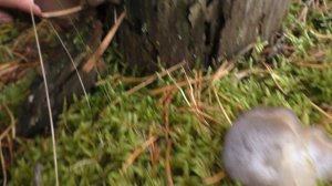 Ледяной гриб -  Тремеллодон студенистый – Pseudohydnum gelatinosum