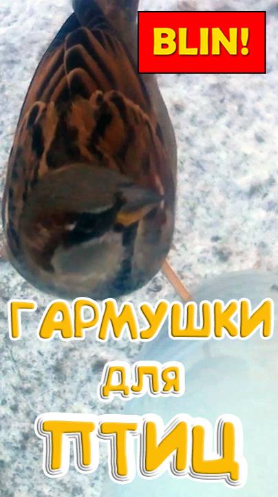 Домовые воробьи на кормушке для синичек