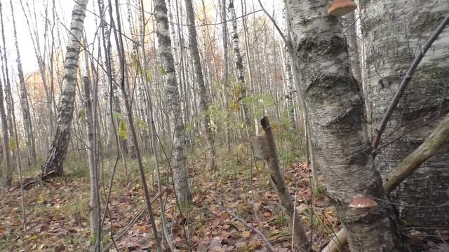 Берёзовая губка - Piptoporus betulinus. Считается несъедобным, но иногда можно... смотреть онлайн