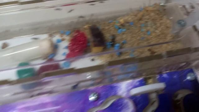 Муравьи 18 серия