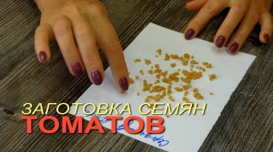 ЗАГОТОВКА и ХРАНЕНИЕ семян ТОМАТОВ из собственных плодов! Советы от ЗЕЛЕНОГО ОГОРОДА!