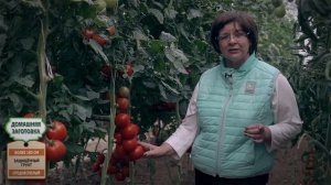 Очень урожайный томат Алая Каравелла. Урожайный томат для теплиц.