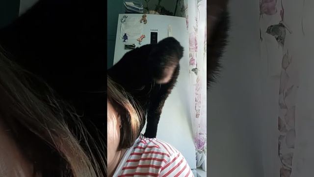 Кошка Милка и солнышко смотреть онлайн