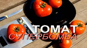 СУПЕРБОМБА! ОБЗОР СОРТОВ ТОМАТОВ! Советы от ЗЕЛЕНОГО ОГОРОДА!