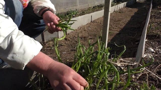 Первые цветы года. Прогулка вокруг дома 17 апреля 2021года смотреть онлайн