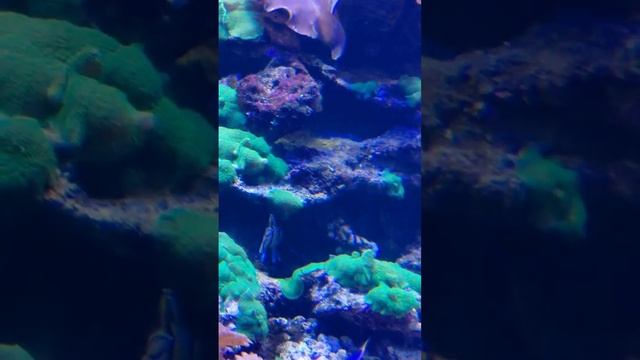 Этот подводный мир. Александра Миркушова