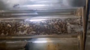 Lasius niger с нуля #1 Как поймать матку? как сделать колонию
