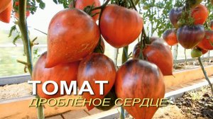 ДРОБЛЁНОЕ СЕРДЦЕ! Обзор сортов ТОМАТОВ! Советы от ЗЕЛЕНОГО ОГОРОДА!