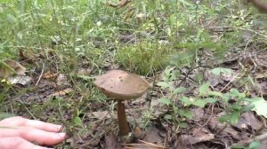 Съедобный гриб Говорушка ворончатая -  Clitocybe gibba