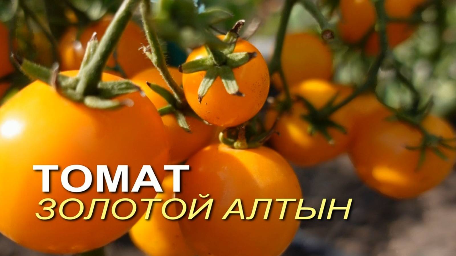 Томат ЗОЛОТОЙ АЛТЫН. Обзор сортов ТОМАТОВ! смотреть онлайн