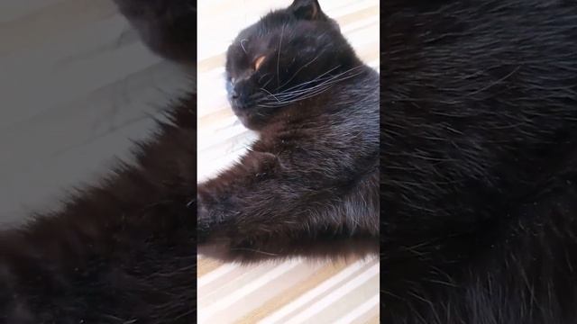 Кошка Милка красотка-шоколадка смотреть онлайн