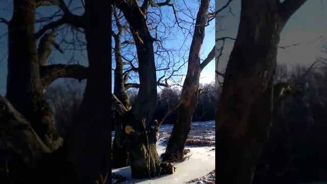 Калужское шоссе. Аномальная зона 47 км. Хоботовский овраг. Древний дуб в поле рядом с оврагом🌳 смотреть онлайн