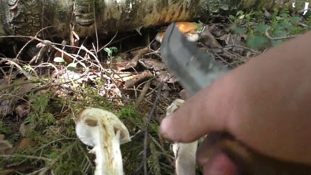 Новая волна роста началась с паутинников и серушек. Дневник грибника 8 августа 2020 года. смотреть онлайн