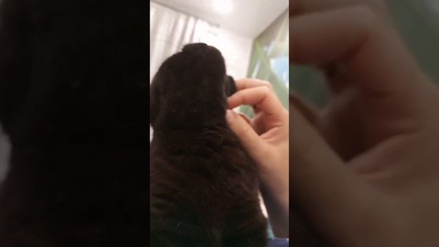 Кошка Милка и нежнятина смотреть онлайн