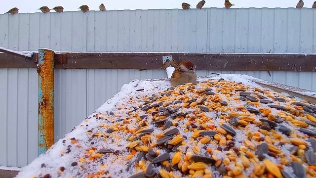 Игра для кошек НАГЛЫЙ ВОРОБЕЙ A Game For Cats BRAZEN SPARROW