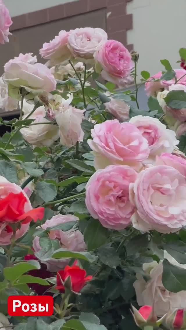 Наслаждаемся красотой РОЗ!