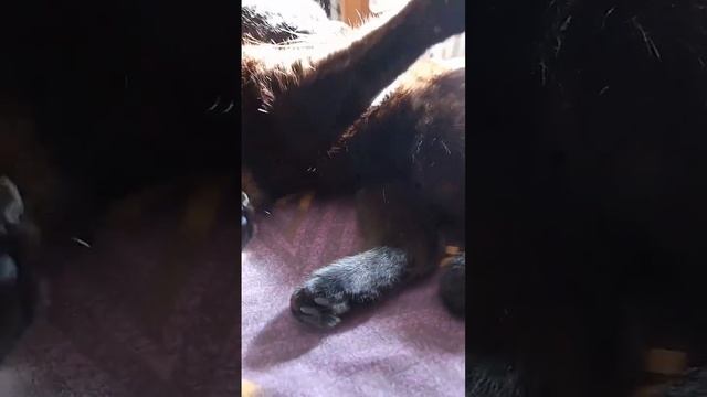 Кошка Милка прихорашивается смотреть онлайн