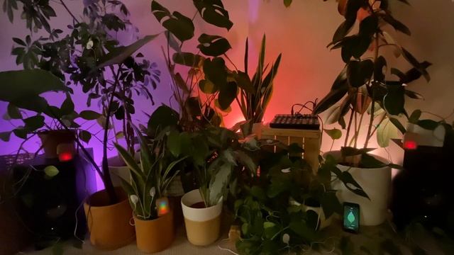 PlantWave Quartet - Habitable Zone - Relaxing Plant Music
