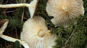 Гигрофор поздний - универсальный гриб.