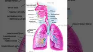 Исцеление всех болезней дыхательной системы - сеанс Алмазные рейки