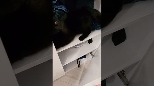 Кошка Милка и шкаф смотреть онлайн